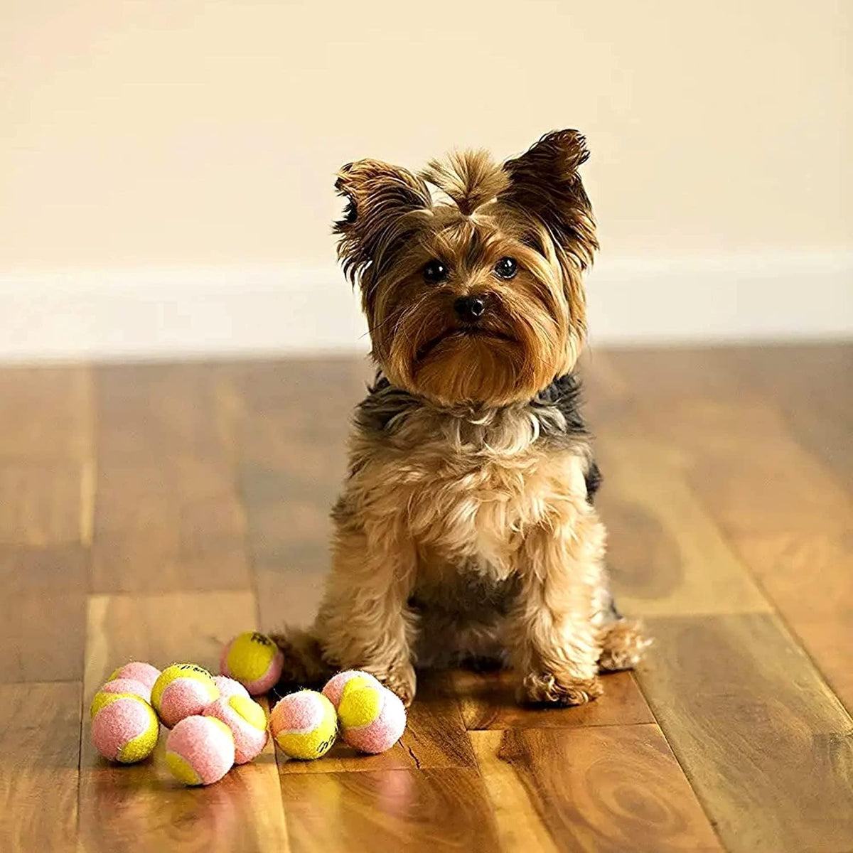 A dozen balls for endless fetch