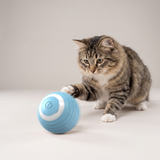 Automatic Cat Ball studio image with cat