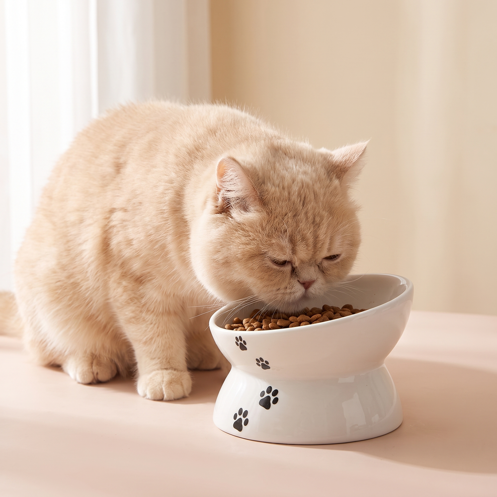 Tilted Ceramic Cat Bowl White Flat-Faced studio image with flat-faced cat, warm natural lifestyle shot