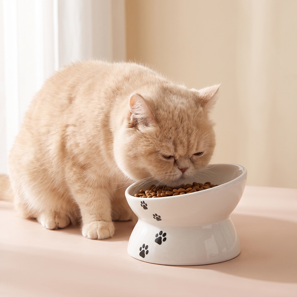 Tilted Ceramic Cat Bowl White Flat-Faced studio image with flat-faced cat, warm natural lifestyle shot