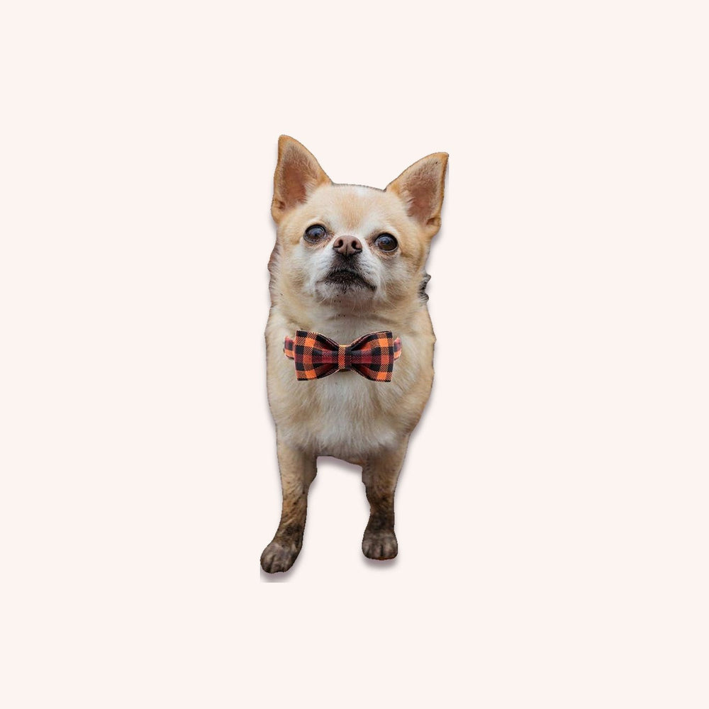 Bow dog collar autumn print - momomoca