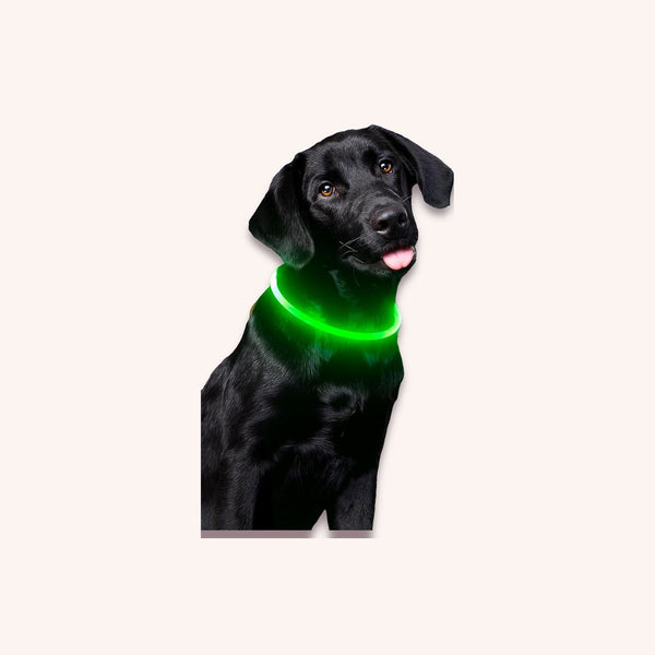 LED dog collar, rechargeable - momomoca