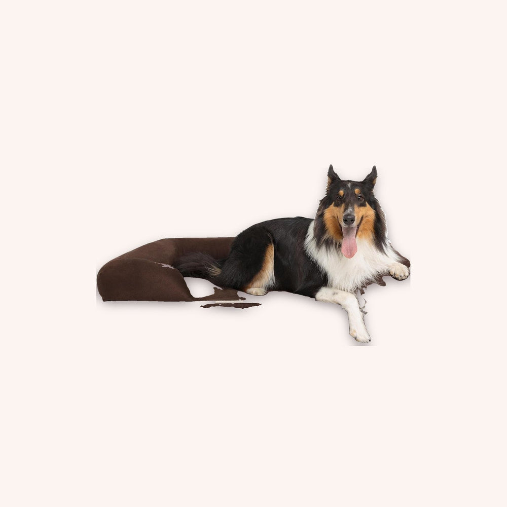 Orthopedic dog sofa bed, x-large - momomoca